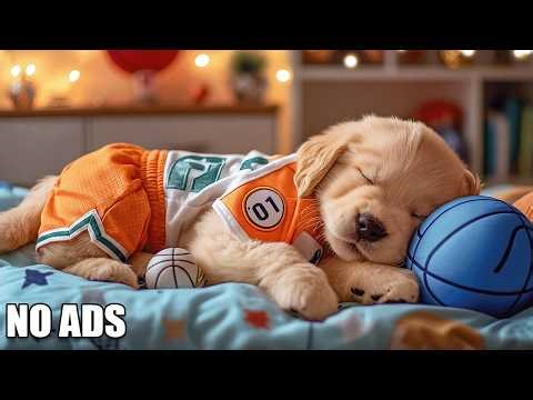 12 HOURS of Relaxing Music For Dogs 🐶 Calming Dog Music 🎧 Pet Music 💖 Dog Healing Sleep Music 🎼