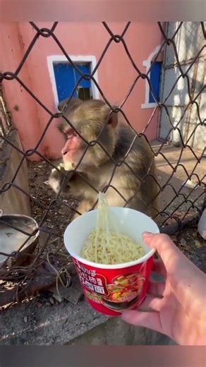 animals #funny #comedy talking moments