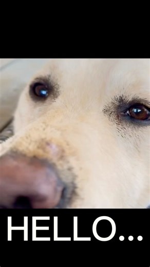 The Reason Why My Yellow Lab is the BEST Companion