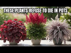 17 Lazy Perennials That Thrive in Pots (No Maintenance Container Gardening)