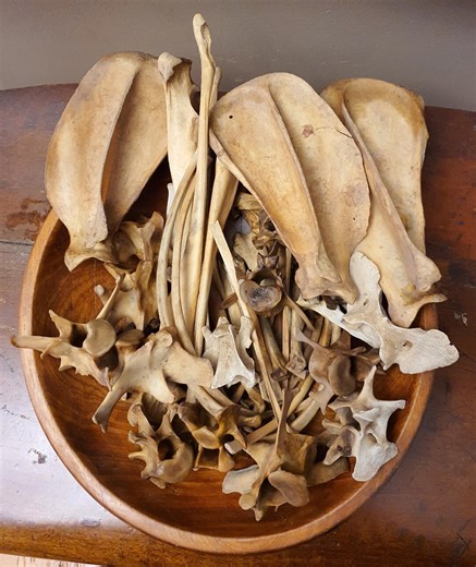 Vintage Coyote Bones Taxidermy Bones for Crafts-vertebrae Atlas-jewelry Making-oddities & Curiosities - Etsy