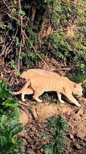 Brown Cat 😺🐈‍⬛ // wild cat // Beautiful ❤️ 🐈 Cat #cat