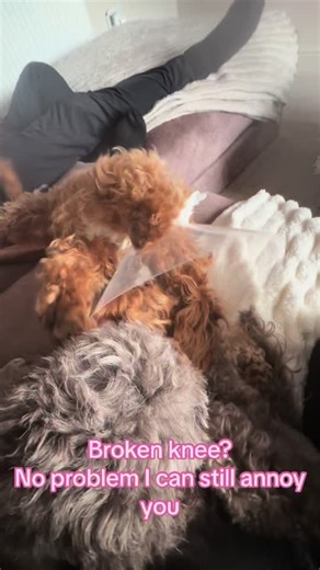 Still being a pest, even with his buster collar and pins in his knee… #secretaccount #dogsotiktok #cockapoolove #letsbefreinds