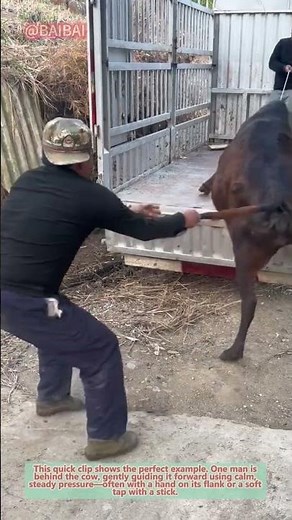 The Ultimate Guide to Loading Cattle Safely 🐂🚚