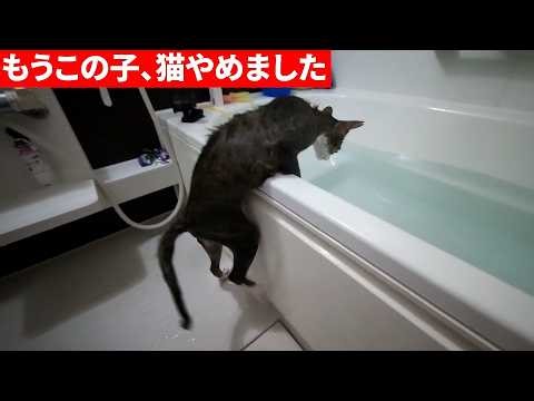 [Shocking] Rescued cat loves baths. Six months of jumping into the bathtub on his own is like bei...