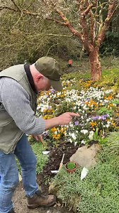 133 reactions · 3 comments | Planting Mossy Saxifrage “Red Cap” a...