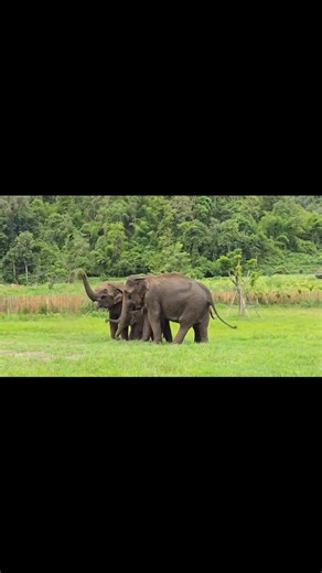 Just another day, stomping around. | Elephant Jungle Sanctuary