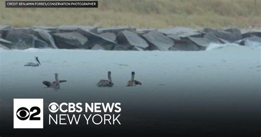 Dozens of brown pelicans spotted in NYC