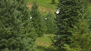 North Texas Christmas tree farms | Here's where you can pick out the best tree this holiday season