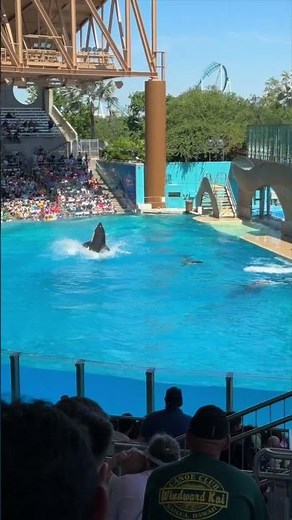 Sea World Orca Encounters Shamu Show is Amazing #shorts