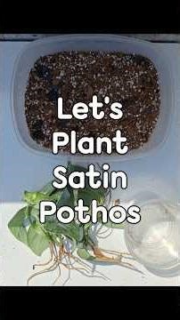 EASY Way to Plant Satin Pothos #scindapsuspictus | Green Harbour