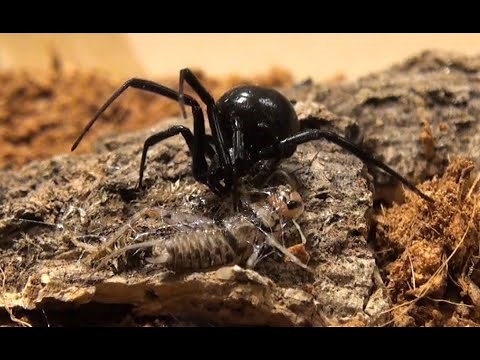 Black Widow Spider in Attack Mode (Latrodectus Hesperus)