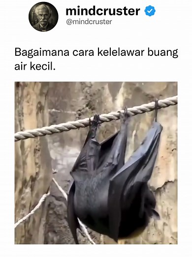 Fakta Menarik tentang Kelelawar dan Kebiasaannya