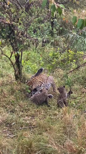 3.9K views · 1K reactions | “Even before I first set foot in Africa I...