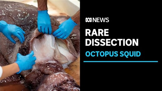 Rare octopus squid dissected in public by SA university researchers
