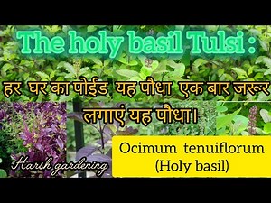 How to grow and care the Tulsi plant (ocimum tenuiflorum),(holy basil Tulsi) हर घर का एक सुनहरा पौधा