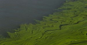 Multi-million-dollar wildlife restoration aims to mitigate climate change