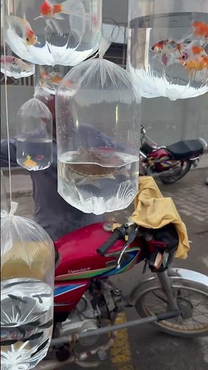 How to Catch Turtles (Fisherman Tips & Techniques)