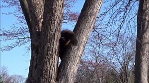 3.5K views · 310 reactions | Happy 5th birthday, Janis! Female Eurasian wolverine Janis moved to the Detroit Zoo in 2018 along with male Yaroslawl. Wolverines have long, sharp, hook-like claws that help them grip when climbing trees and tearing into food. You can find these two in the Zoo’s American Grasslands. #wolverine #animalbirthday #DetroitZoo #VitaminZ | Detroit Zoo | Facebook