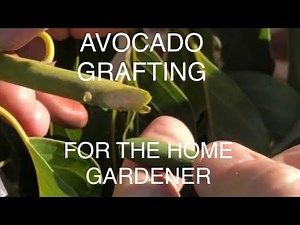 Graft an Avocado Tree - Using the EASY “ NO KNIFE “ GRAFTING METHOD for beginners.