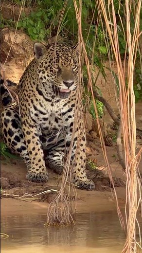 Belo avistamento de Onça-pintada - Pantanal, Brasil