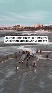 A rare sight: a beached fin whale discovered on the Anchorage coast this past weekend 😱 • #SharingAlaska by Kellen Brent Pierce • 🌲Tag us or use #SharingAlaska to share your content! • #alaska #marinebiology #whale #marinewildlife | Sharing Alaska