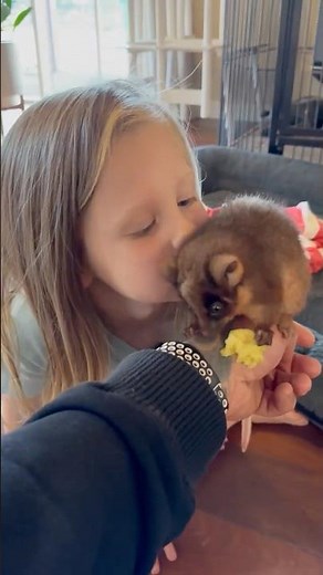 Big ringtail possum facts from little wildlife warrior 🤓💕 #shorts #possum #facts