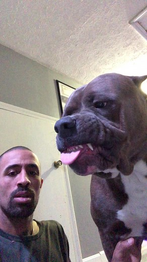 1.7M views · 10K reactions | He had the best smile ever! ❤️殺 happy face ☺️殺 #reels #love #dog #beauty #foreverkong | I am the HULK | Facebook