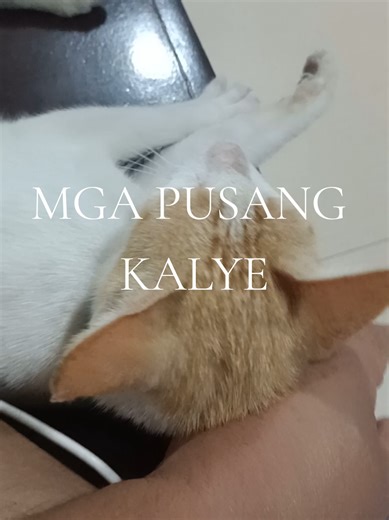 Mga pusa na nagkusa. meowww.. Kusang dumating sa amin. Sabi nila swerte daw ang mg pusa na kusang nadating sa ating tahanan. Kaya kung sino ang dumating na mga pusa sa amin ay sya naming inaalagaan😽😼😻😸😺 #pusakal #pusangkalye
