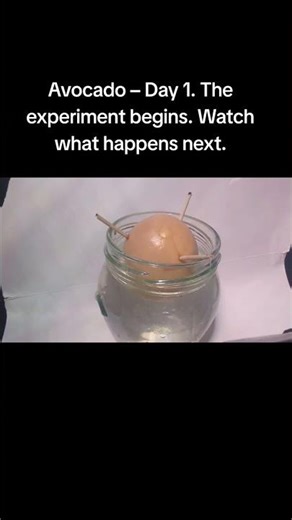 #Stopmotion created in Stop Motion Studio on Android. Day 1 of my growing avocado. #studioksava