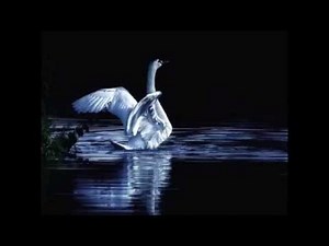 Tchaikovsky - Swan Lake, Op 20 (Dance Of The Swans)