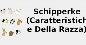Schipperke (Caratteristiche della razza) 🐶