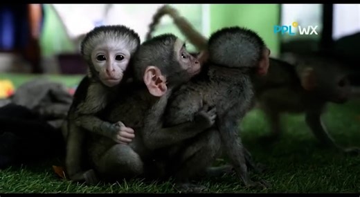 Monkey Helpline, a compassionate haven dedicated to the rescue, rehabilitation, and protection of our primate friends. With a deep-rooted commitment to wildlife welfare, we strive to safeguard the lives and habitats of monkeys, offering them a second chance at a life filled with love and freedom. | People's Weather