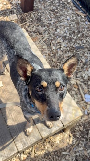 Angel baby!! Lila is a polite, sweet, and loving girl❤️