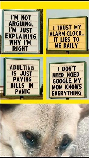 Best Funny Quotes Ever 🤣 | You Can’t Stop Laughing