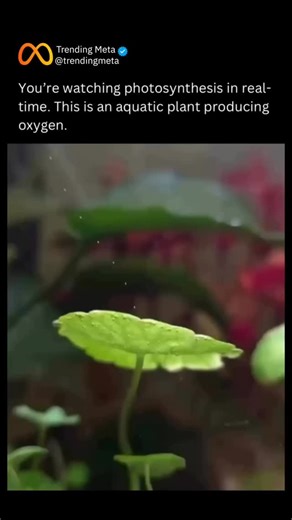 Trending Meta on Instagram: "In certain aquatic plants like Elodea and Cabomba, you can actually see photosynthesis in action. Place one of these plants in water under bright light, and something remarkable happens. Tiny oxygen bubbles begin to form on the leaves and stems, slowly rising to the surface in delicate streams. What you are watching is the plant converting sunlight into chemical energy, releasing oxygen as a natural byproduct. It is one of the rare moments where a biological process 