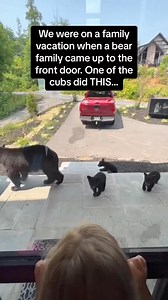 12K views · 285 reactions | bears being friendly藍#bear #bears #funnybear #funnyvideo #hilarious #humor #藍藍藍 | Animal Lovers | Facebook