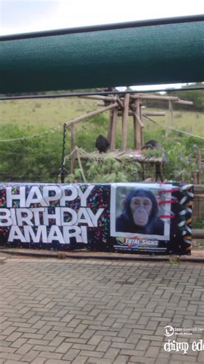 🎉 Happy 8th Birthday to Amari! 💜🐵 Today we celebrated our youngest lady here at Chimp Eden with a morning full of excitement, laughter, and enrichment! 🎂✨ To mark her special day, the caregivers created a sand pile and a leaf pile for the chimps to dig and play in using buckets and shovels 🪣🌿. They received soft toys, a colourful sheet that read “Happy Birthday”, and frozen treats made from tea, honey, and blended pawpaw 🍯🍵🥭. The fun continued with dog KONG toys, macadamia nuts, peanuts