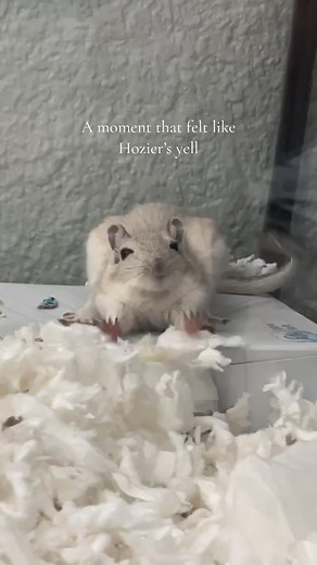 Gerbil Lifespan and Health Tips for Pet Owners