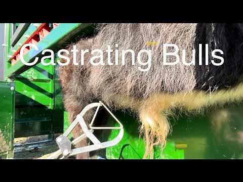 Castrating Bull Calves