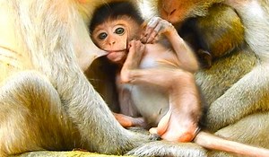 Most cutest baby Jada show genius skill control milk mom get full milk | Animals JoJo Family