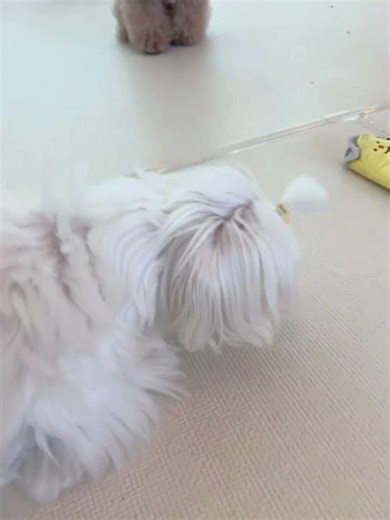 Partial or Focal Seizure in a Maltese