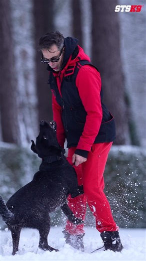 STSK9 skill system in action. You can see how it comes together. The drive. The focus. The movement. Smooth motion. Fast reflexes. The dog knows where the target is and still knows where to be. Nothing is forced. Nothing is suppressed. This isn’t something you create in one session. It’s what happens when foundations turn into skills and skills turn into clarity. That’s what real control feels like. #labrador