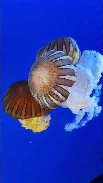 Mesmerizing Pacific Sea Nettles