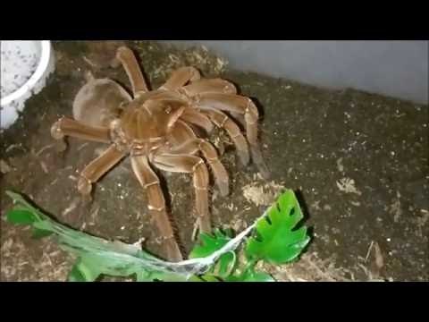 Theraphosa stirmi (Burgundy Goliath Bird Eater) Eating a Fat Roach
