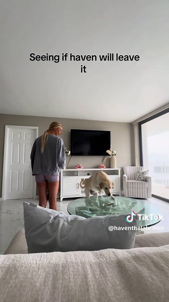 Training Your Great Pyrenees and Labrador Dogs