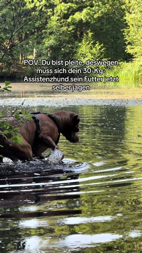 Pleite Assistenzhund muss selber jagen – POV Witz
