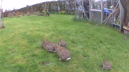 14K views · 54 reactions | With motion detection and live view, Blink’s outdoor cameras never miss a moment — like this bunny family hopping into spring.  | Blink | Facebook