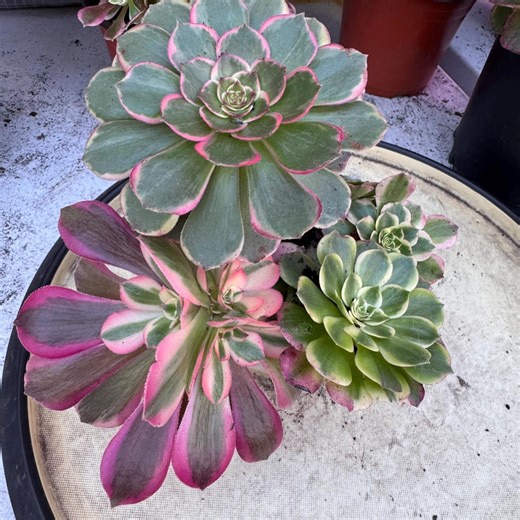 Aeonium Combo Pack With 5 Variegated Aeoniums (pink Witch, Yuzi, Peacock Plume, Pink Flower Fairy and Sea Dragon Scale) - Etsy