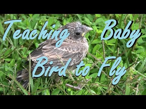 Teaching Baby Bird To Fly